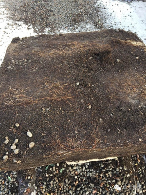 卓寶科技再添兩款耐根穿刺防水卷材，持續(xù)引領行業(yè)創(chuàng)新